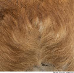 Photo Textures of Animal Skin